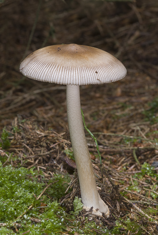 Amanita umbrinolutea